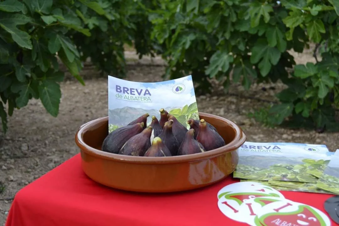 Albatera impulsa la Breva con las VIII Jornadas Gastronómicas y el Corte tradicional