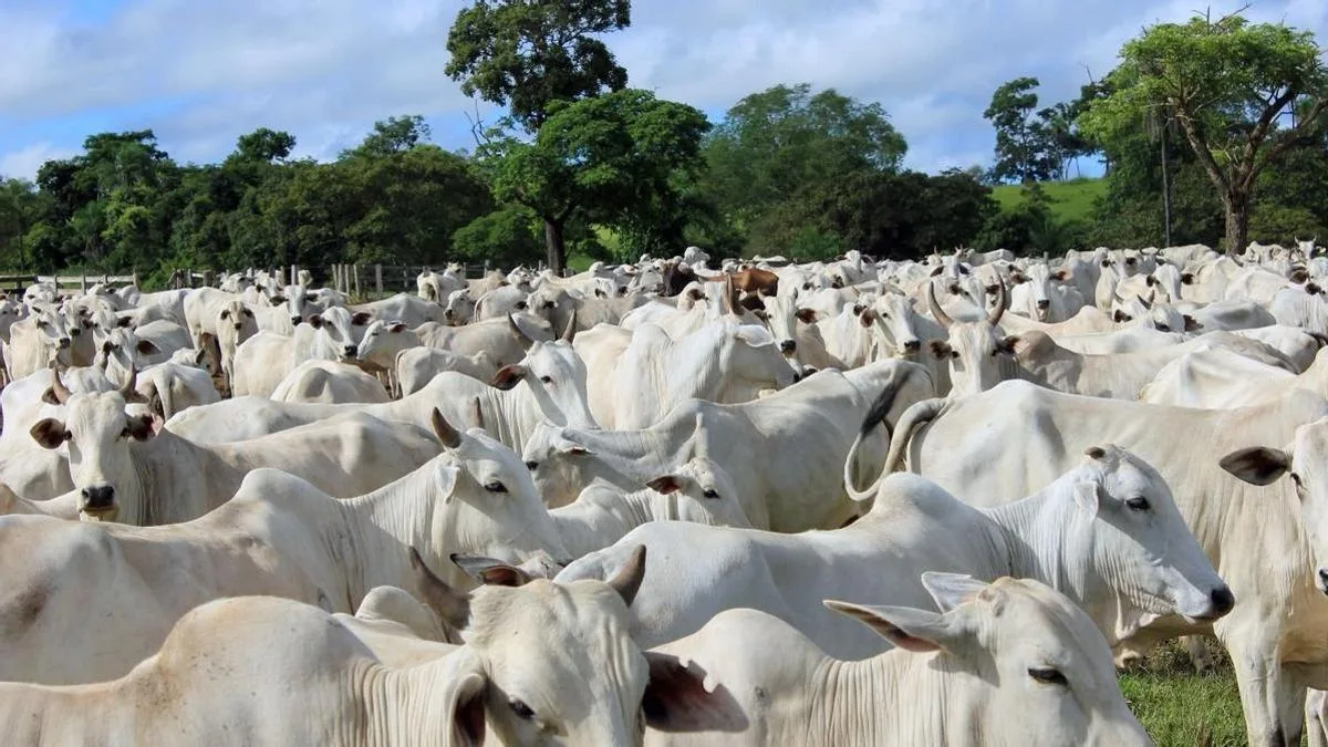 La Unión Europea prohíbe la importación de carne brasileña por uso de fármacos en la ganadería