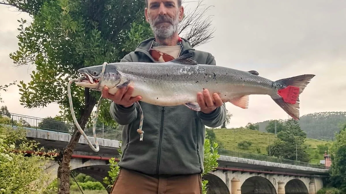 Capturan un sarcio excepcional en el río Nansa, símbolo de la pesca cántabra