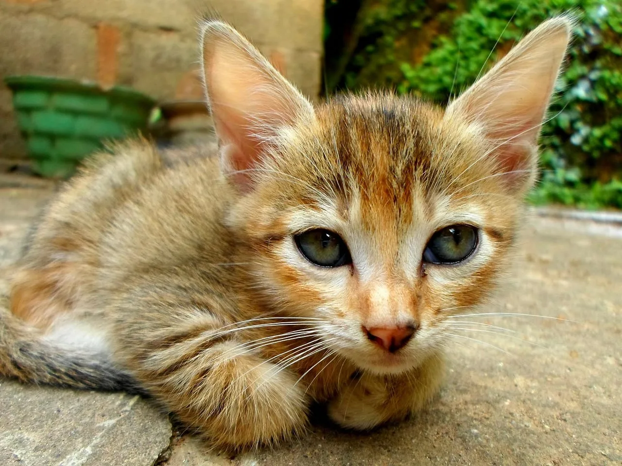 Causas y soluciones cuando tu gato come bien pero está muy delgado