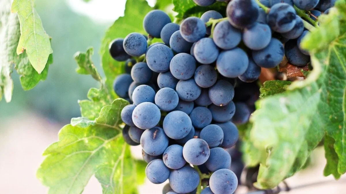 Comer uvas diariamente durante dos semanas modifica la actividad genética de la piel