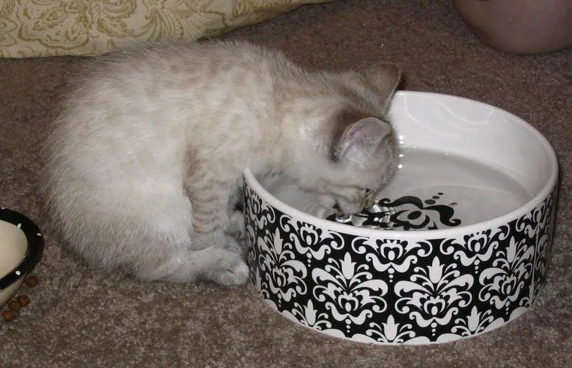 Cómo elegir el bebedero ideal para gatos según sus necesidades y hábitos