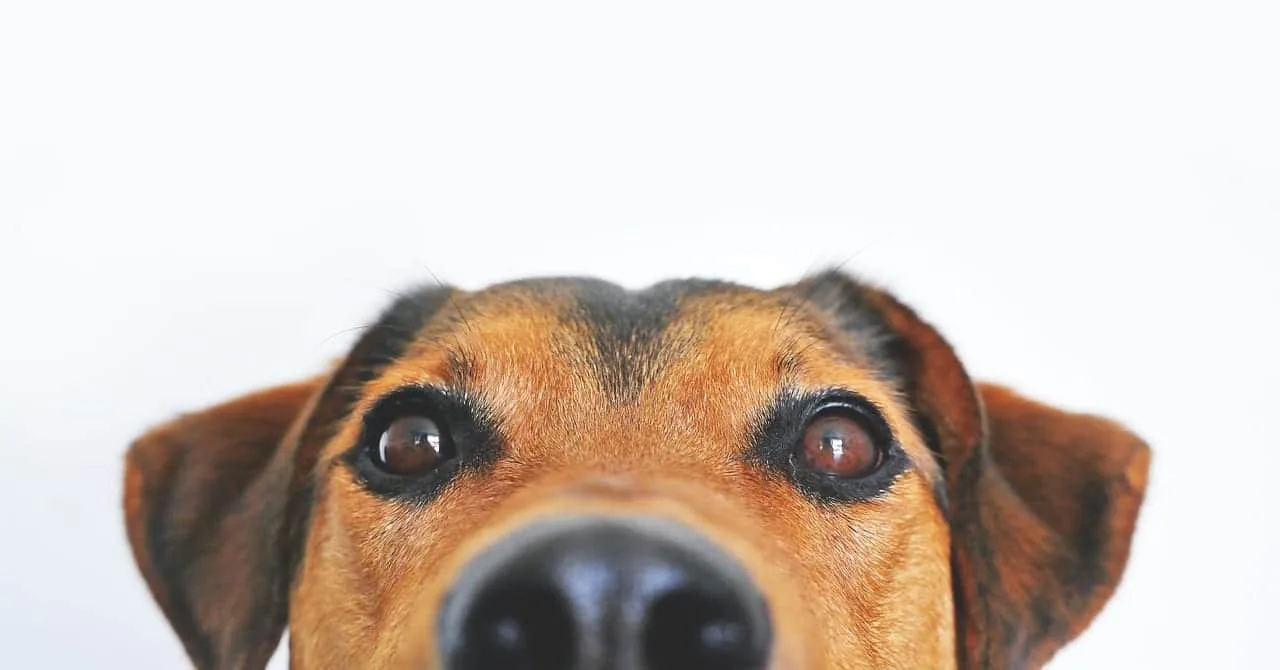 Cómo eliminar el mal aliento en perros con cuidados dentales y hábitos saludables