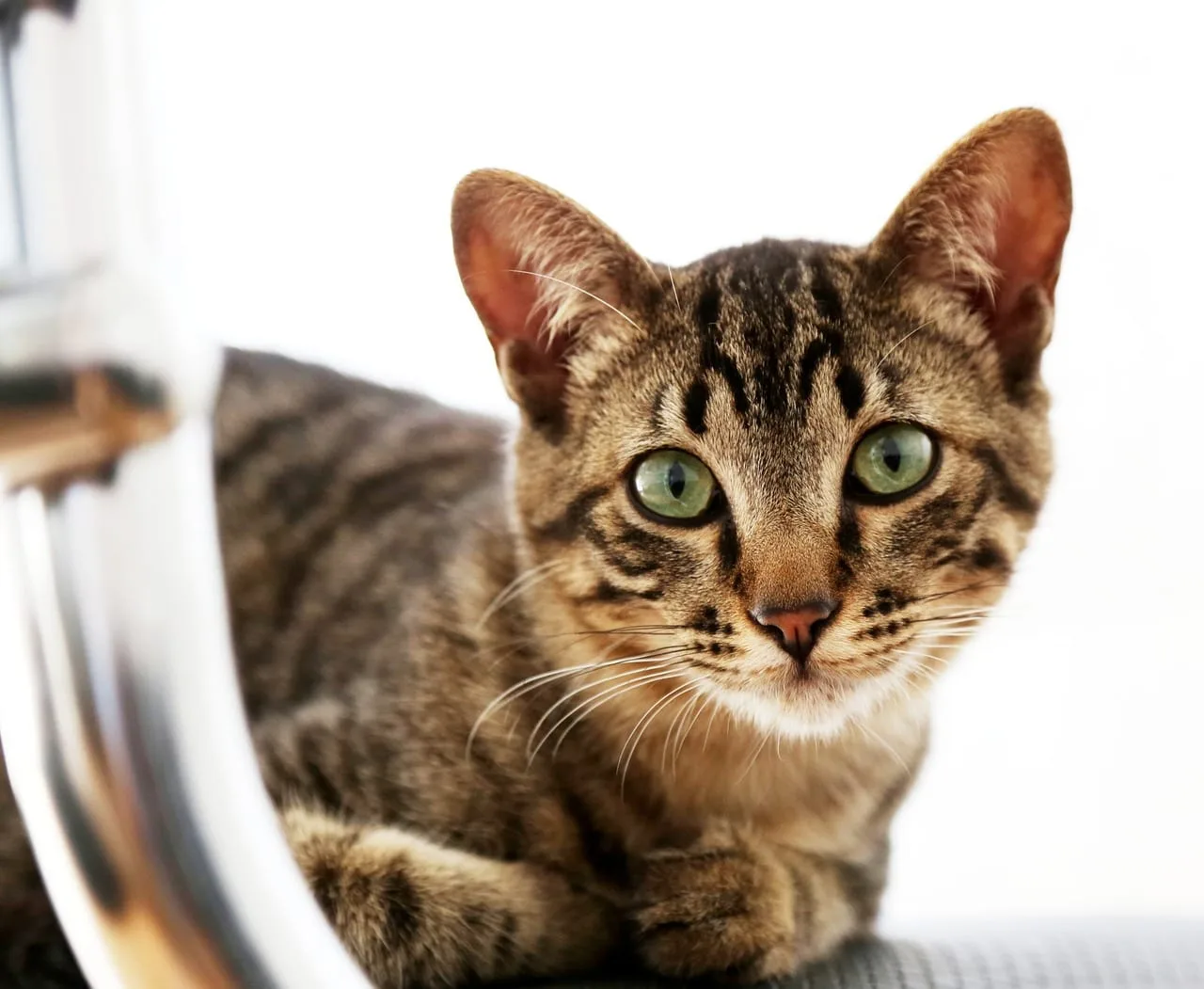 Cómo equilibrar el trabajo remoto y la convivencia con gatos en casa