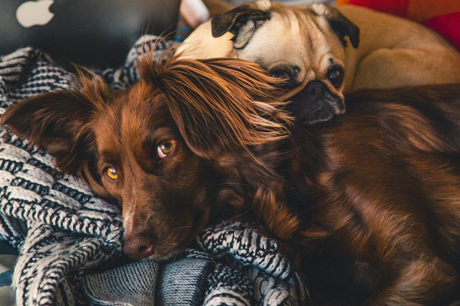 Cómo identificar la diabetes en perros: síntomas clave y cuidados esenciales