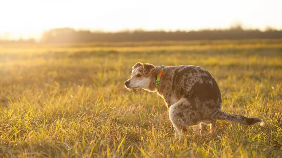 Cómo identificar y tratar la diarrea en perros: causas y recomendaciones esenciales