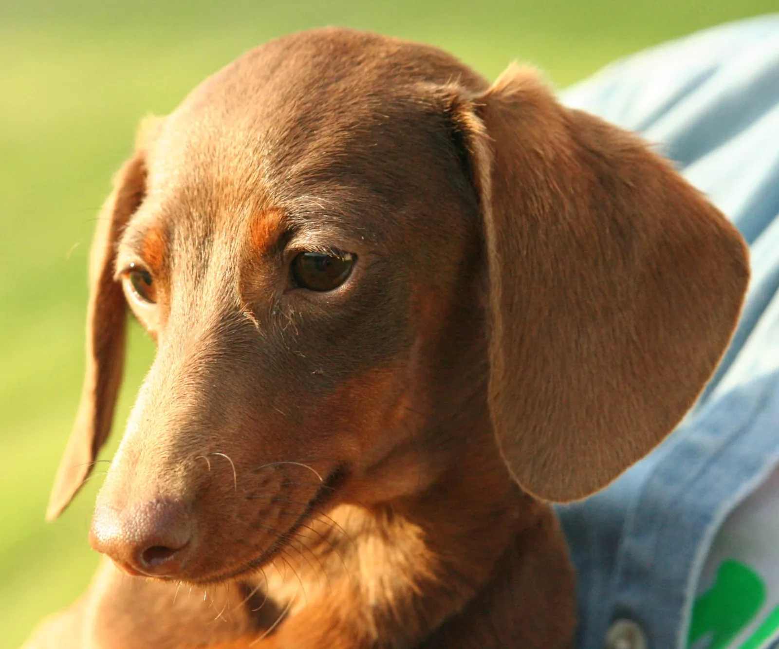 Cómo identificar y tratar una hernia discal en perros para evitar complicaciones graves