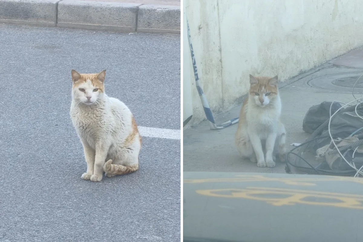 Denuncian abandono y desatención de colonia felina en el Tarajal cerca de la frontera
