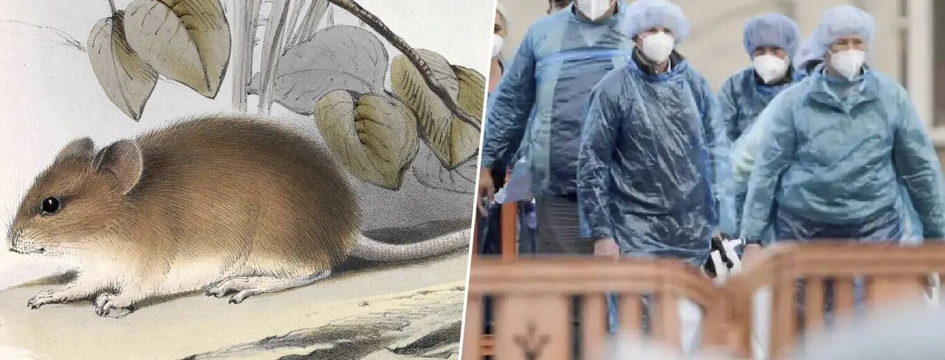 El hantavirus y por qué una pandemia aún no es una amenaza real para nosotros