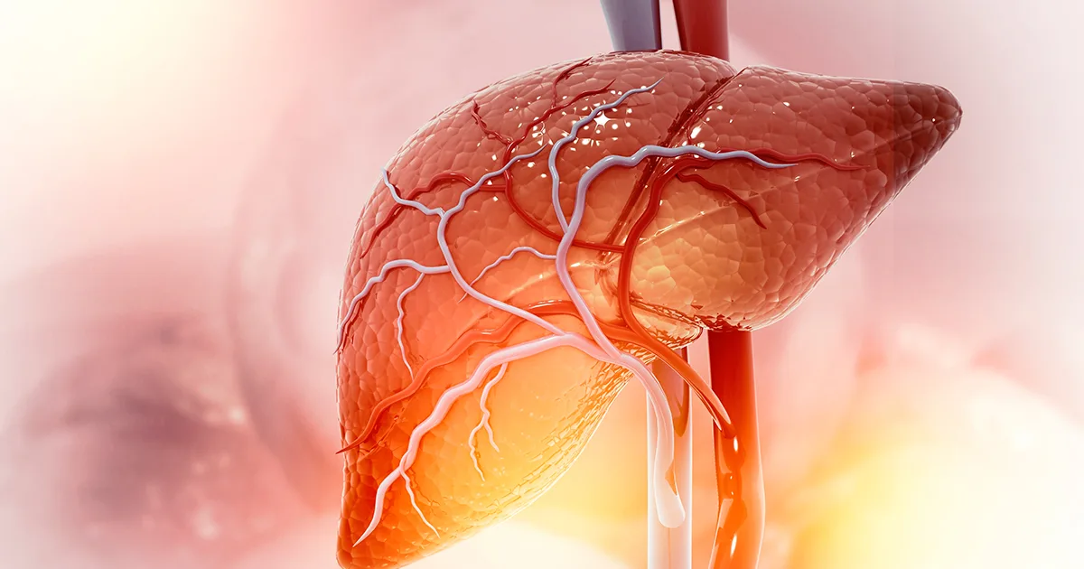 El hígado, un órgano vital que filtra, regenera y regula múltiples funciones del cuerpo