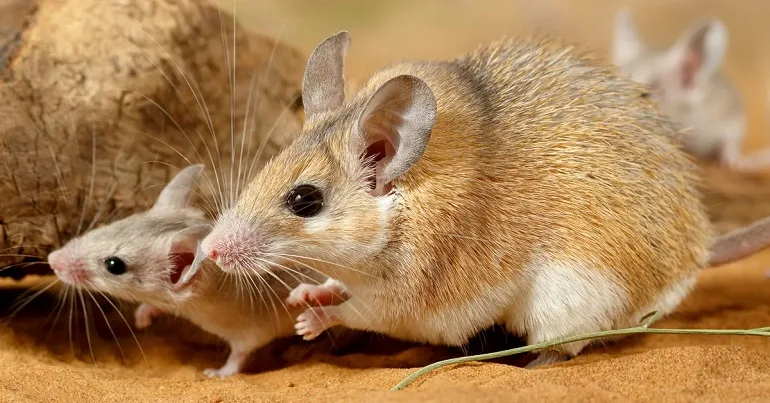 El ratón espinoso africano muestra resistencia al cáncer gracias a su regeneración tisular