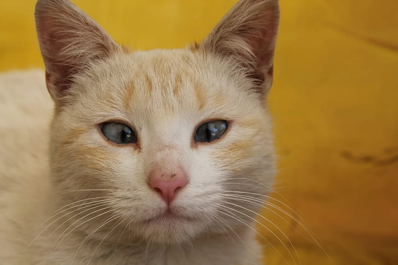 Estrabismo en gatos: cómo detectar sus causas y cuándo requiere atención veterinaria