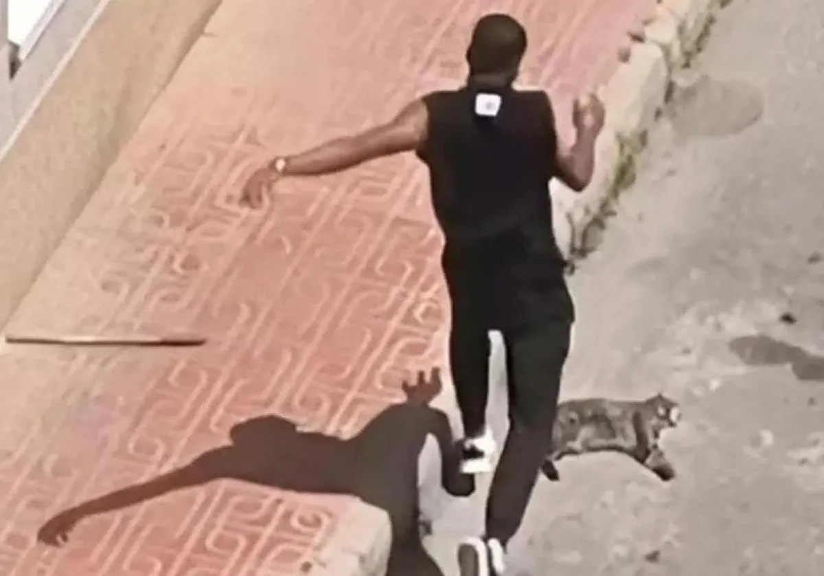 Expulsan de España a hombre que mató al gato de su expareja en Torrevieja