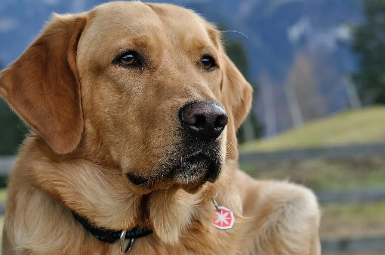 Guía esencial para el cuidado integral de un perro labrador
