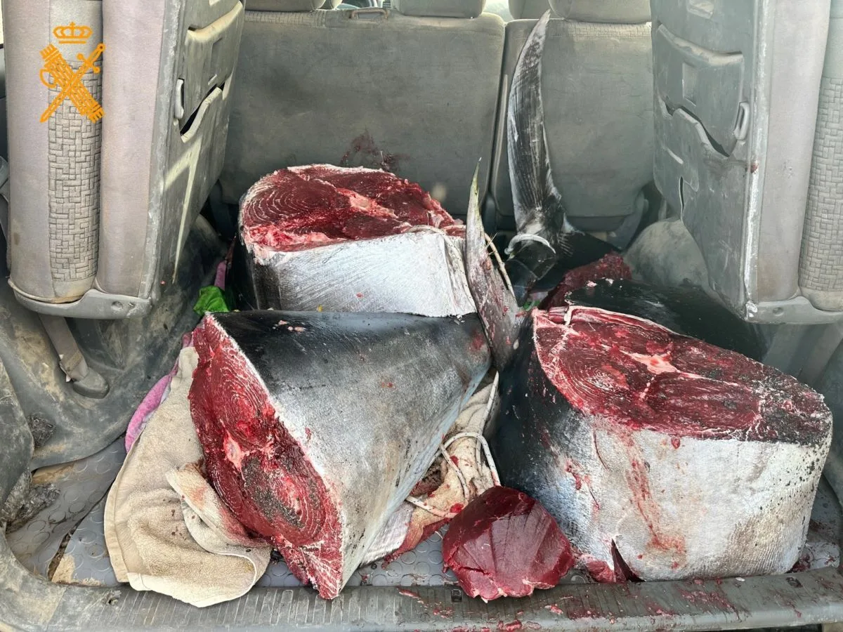 Investigan pesca ilegal de un atún rojo de más de 126 kilos en Canarias con posibles multas millonarias