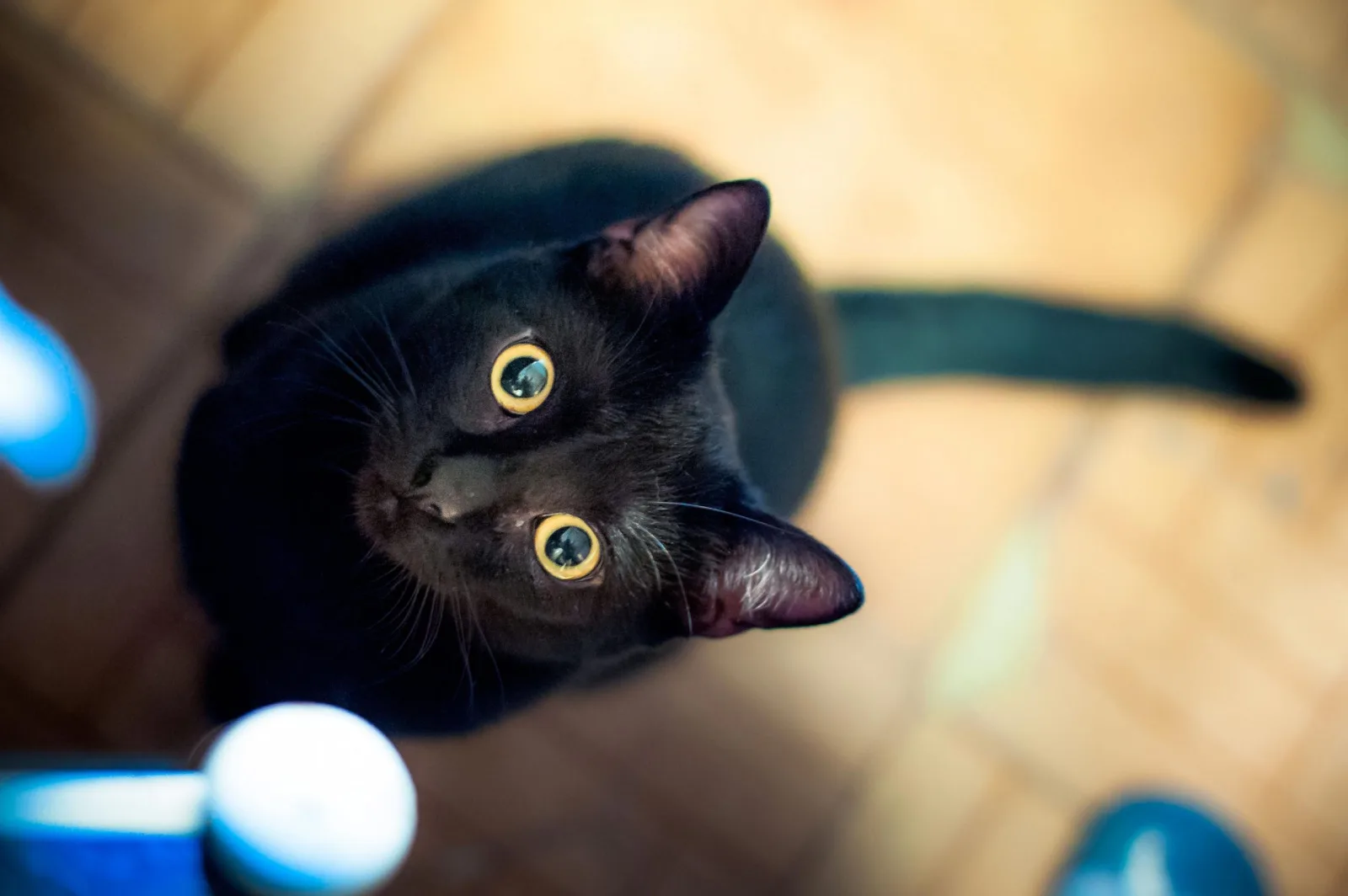 La importancia del juego diario para la salud y conducta de tu gato