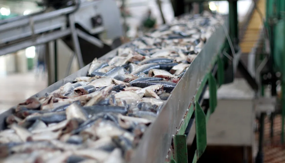 La industria española de pescados, mariscos y conservas impulsa su modernización y exportaciones en 2025