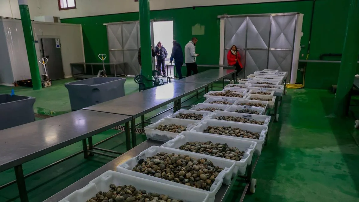 La lonja de Vilaxoán supera a Carril en ventas tras traslado de acuicultores