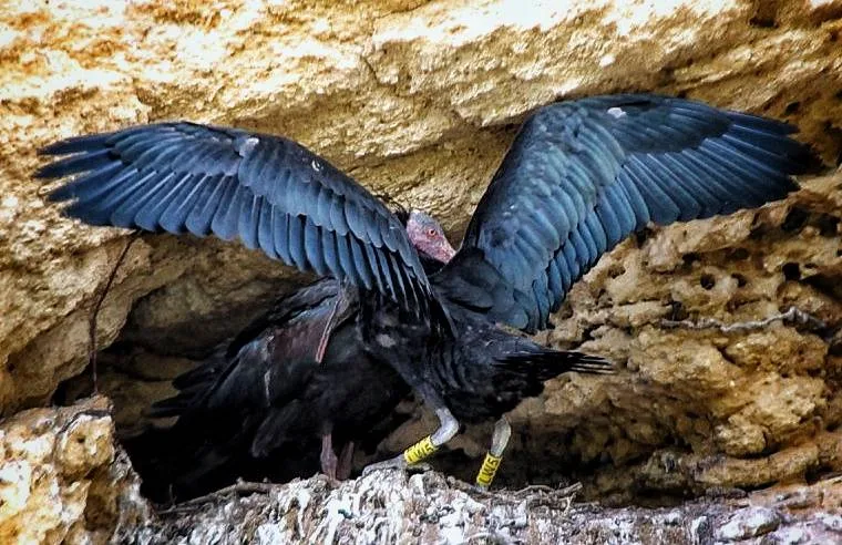 La recuperación del ibis eremita en Cádiz impulsa un símbolo de esperanza ambiental