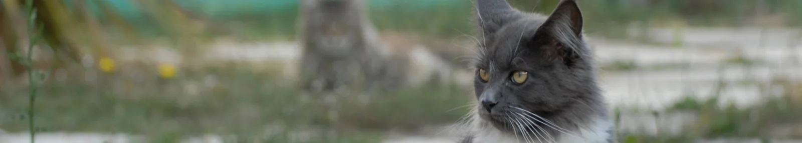 Leucemia felina: expectativas de vida y cuidados esenciales para gatos infectados