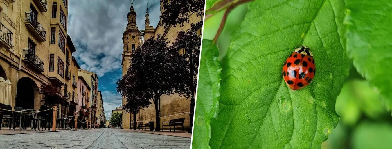 Logroño impulsa el control biológico para evitar pesticidas en sus parques urbanos
