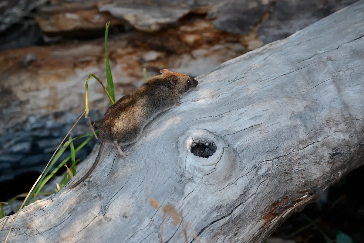 Nuevos términos y claves para entender el brote de hantavirus en España