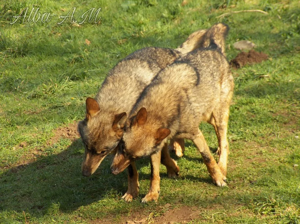 PACMA exige frenar el nuevo plan de gestión del lobo en Asturias por falta de respaldo científico