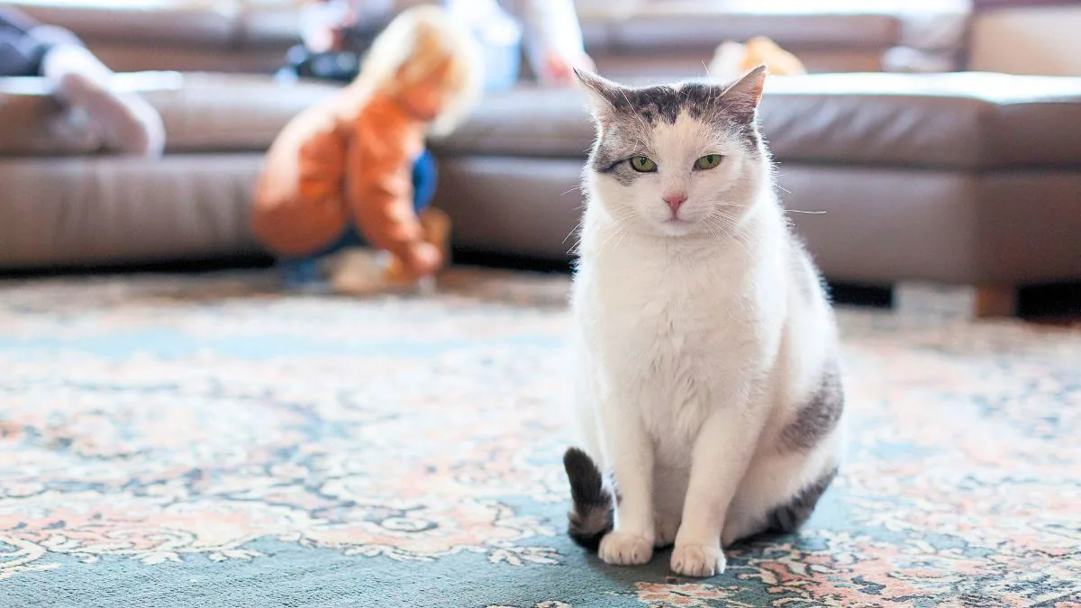 Por qué tu gato dejó de saltar: la artrosis felina como causa oculta