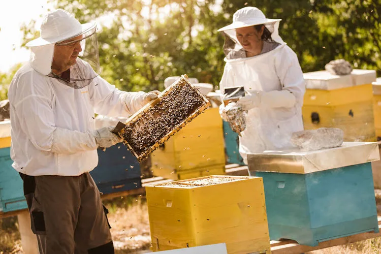 Récord histórico: la UE alcanza 9,4 millones de colmenas en explotaciones agrícolas