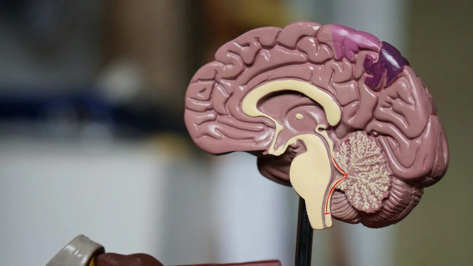 Seis tipos de cerebro y su relación con los temperamentos humanos
