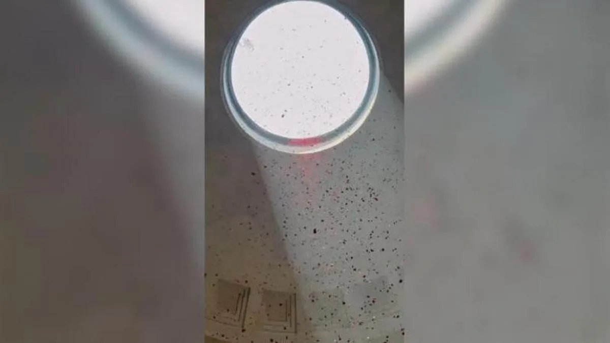 Tradicional lluvia de pétalos en el Panteón de Roma para conmemorar Pentecostés
