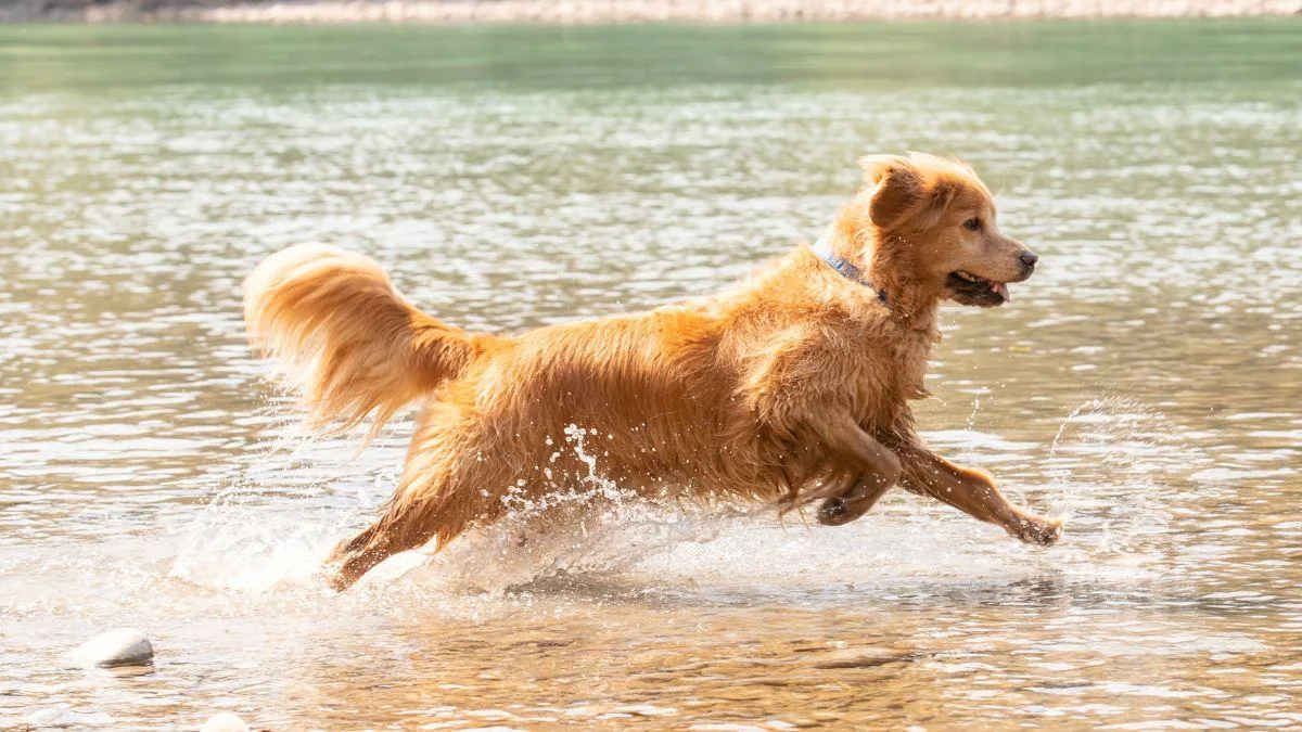 Cinco razas de perros reconocidas por su adaptación y gusto por el agua
