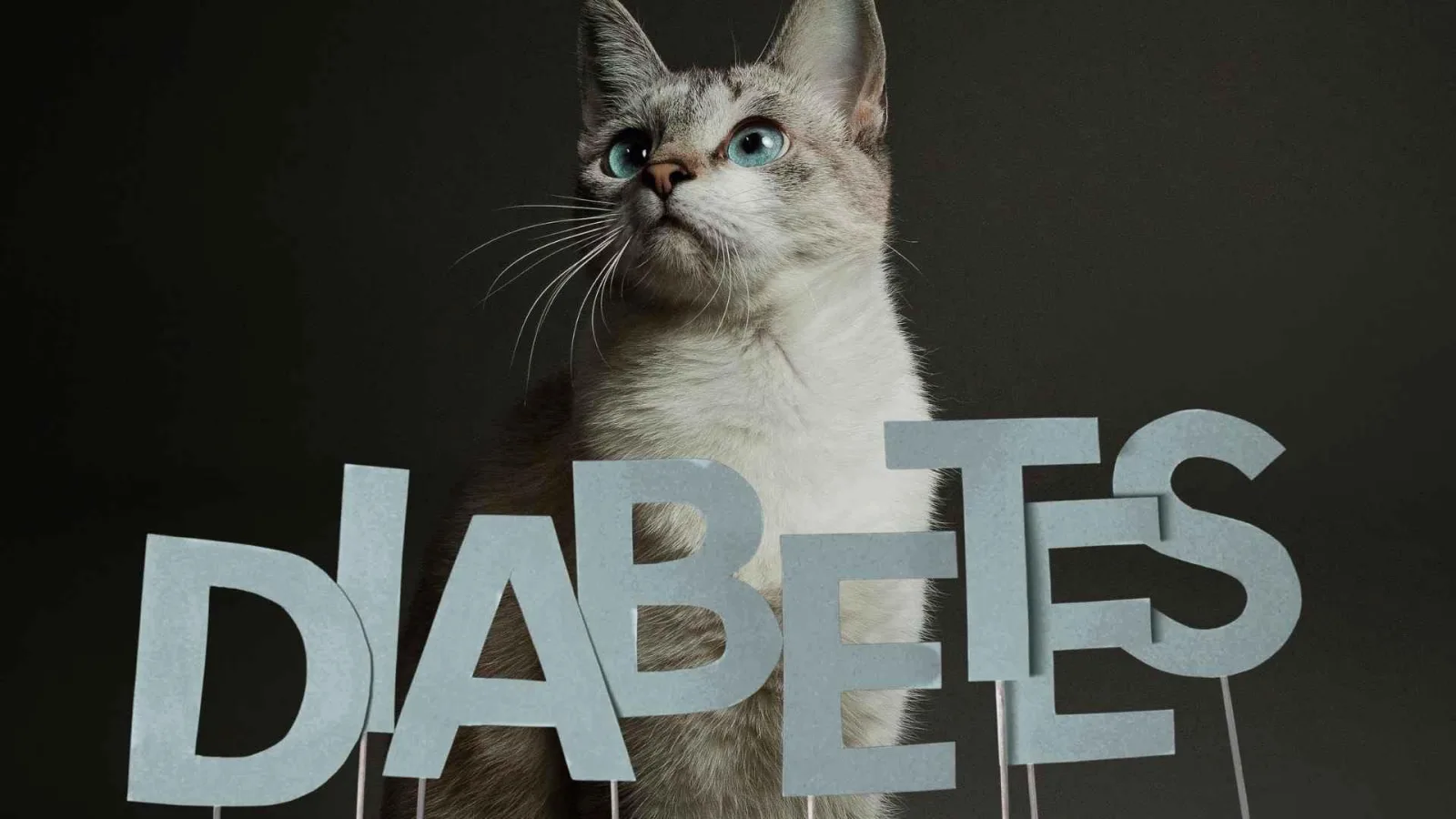 Claves para el manejo efectivo de la diabetes en gatos y su cuidado diario