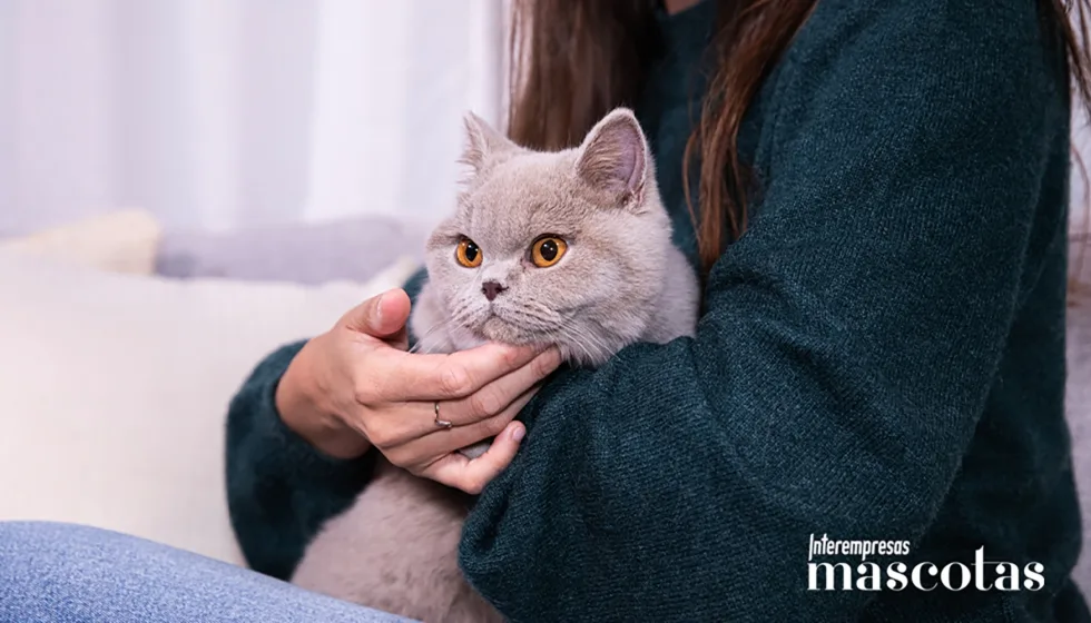 Cómo cuidar la rutina de tu gato durante las vacaciones y evitar su estrés
