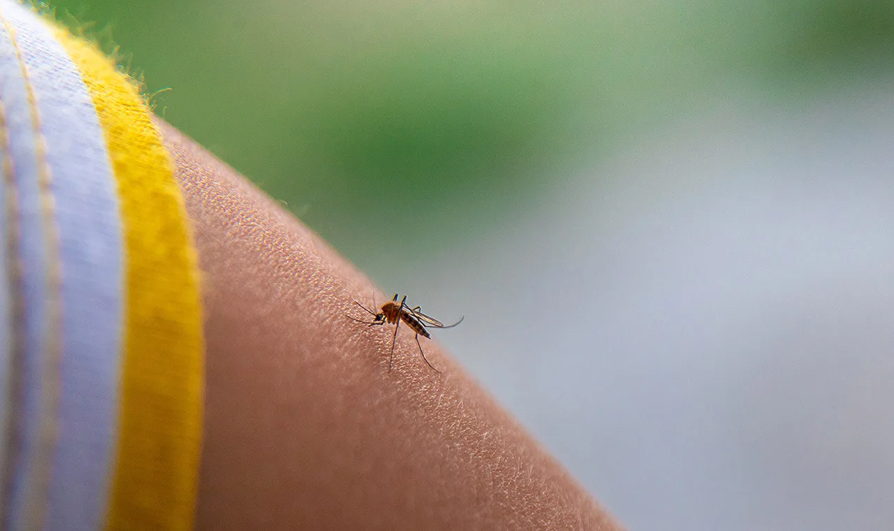Cómo identificar cuándo una picadura de insecto requiere atención médica urgente en verano