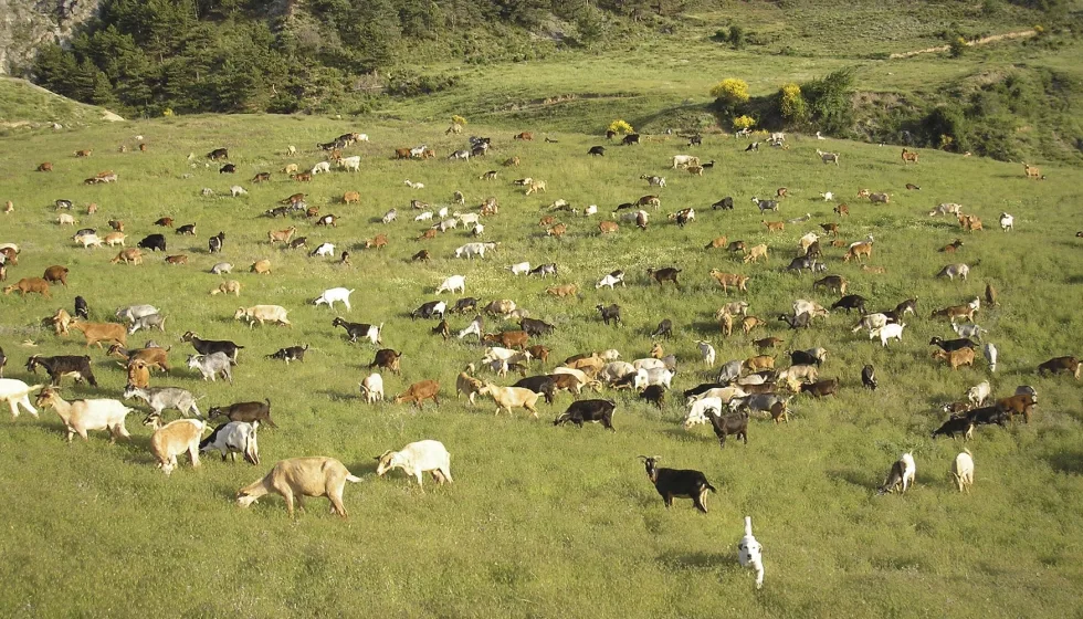Crece la preocupación en España sobre el impacto de las normas de bienestar animal en el precio de los alimentos