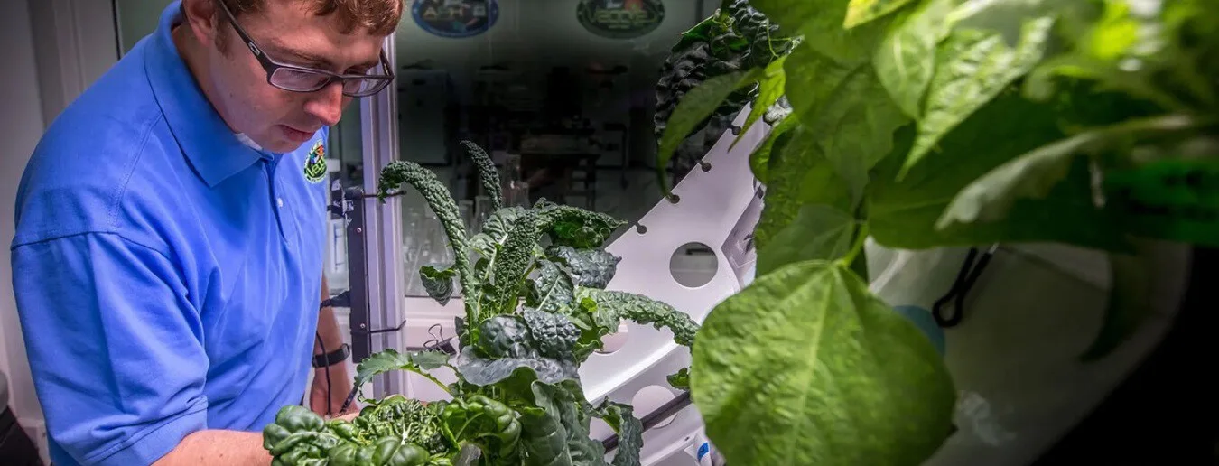 Cultivar lechugas en el espacio aumenta el riesgo de contaminación bacteriana