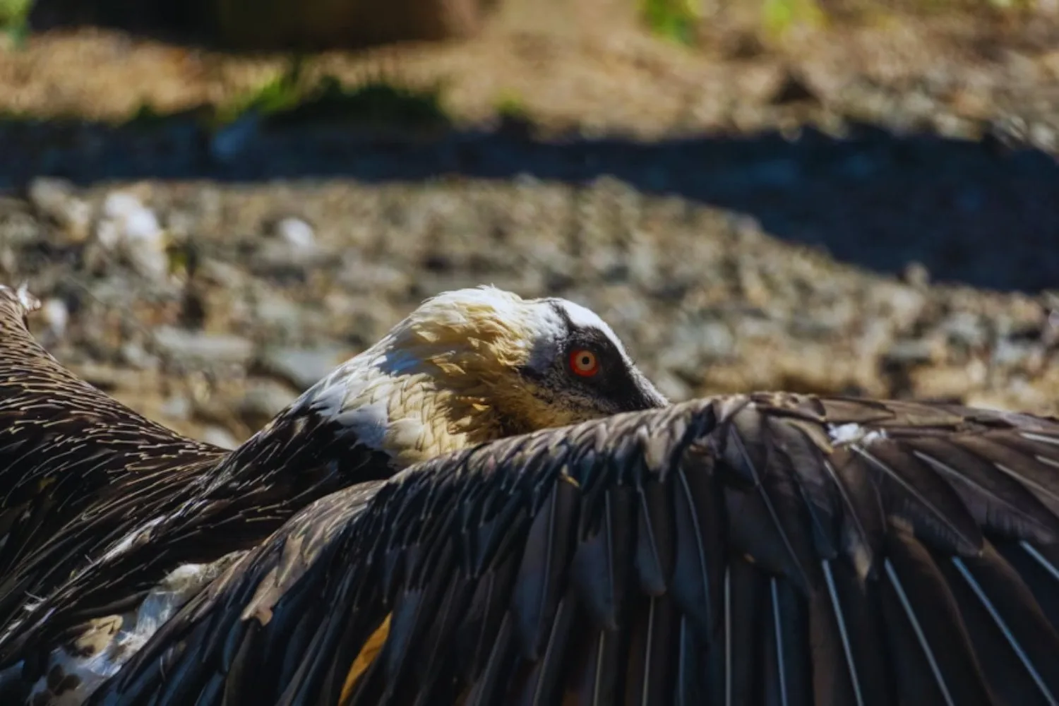 El cóndor andino, gigante alado que domina los Andes y enfrenta graves amenazas