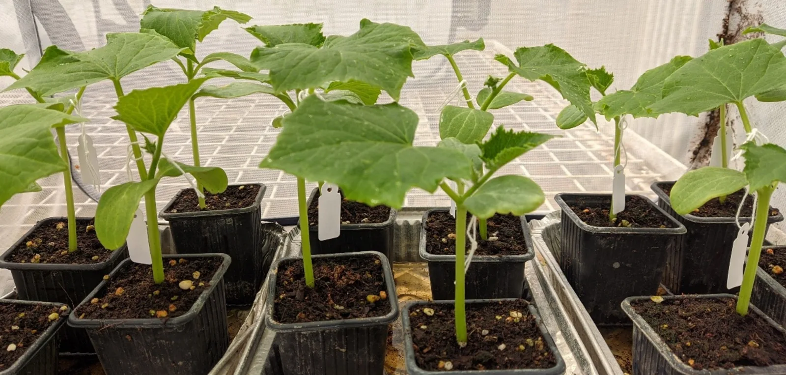 Estrategias para transformar subproductos agrícolas en bioinsumos sostenibles