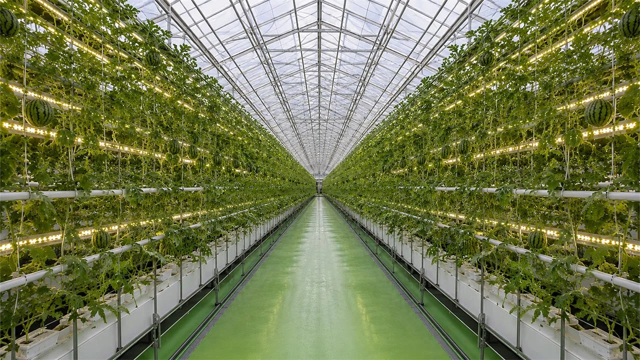 Impacto de la iluminación LED en la calidad y crecimiento de sandías en cultivo hidropónico
