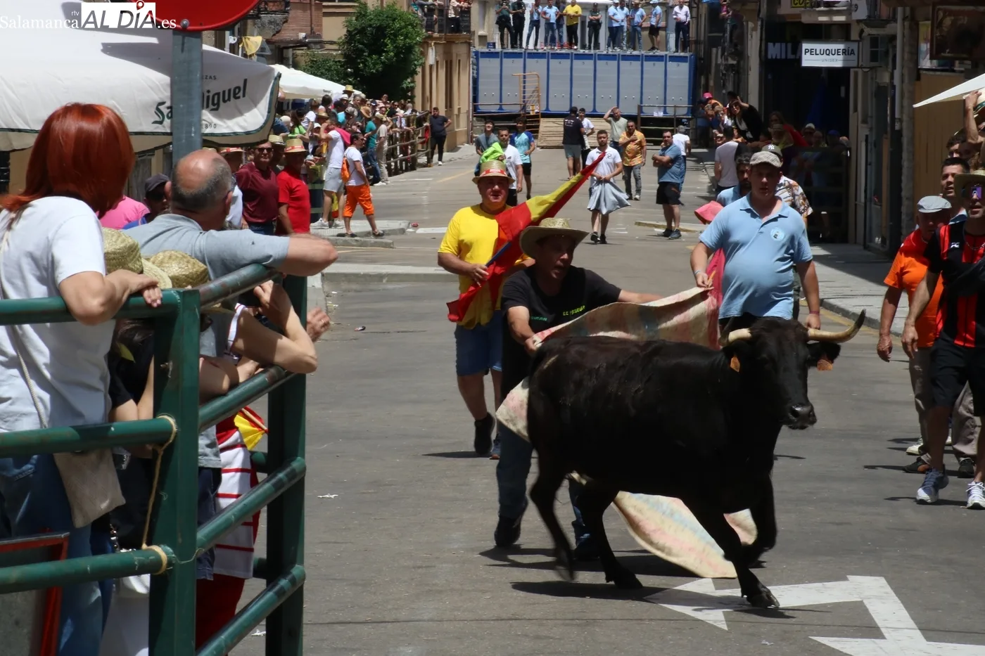 Inicio taurino destacado en Vitigudino con encierro de vacas de Eduardo Martín Cillero