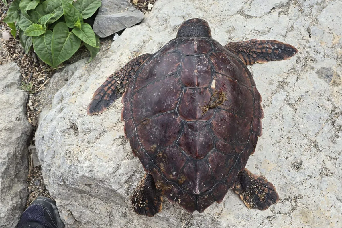 La aparición de tortugas bobas juveniles en Ceuta genera preocupación ambiental