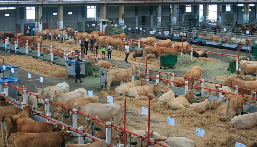 La recría impulsa la actividad comercial en la feria ganadera de Torrelavega