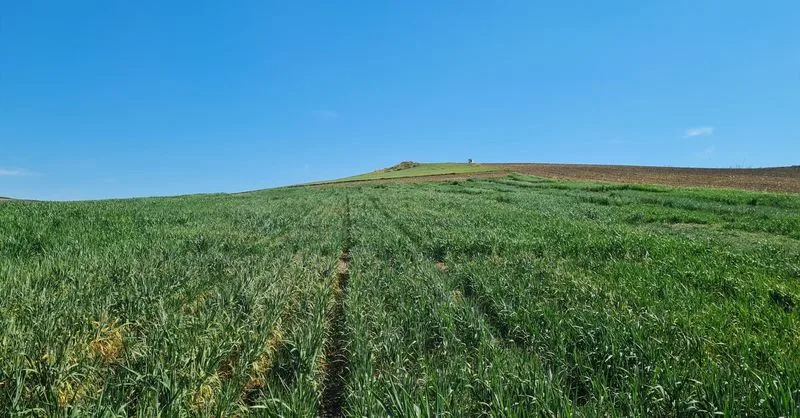 La UE avanza en la agricultura con la aprobación de nuevas técnicas genómicas