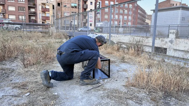 Lleida intensifica la captura y esterilización de gatos callejeros para controlar su población