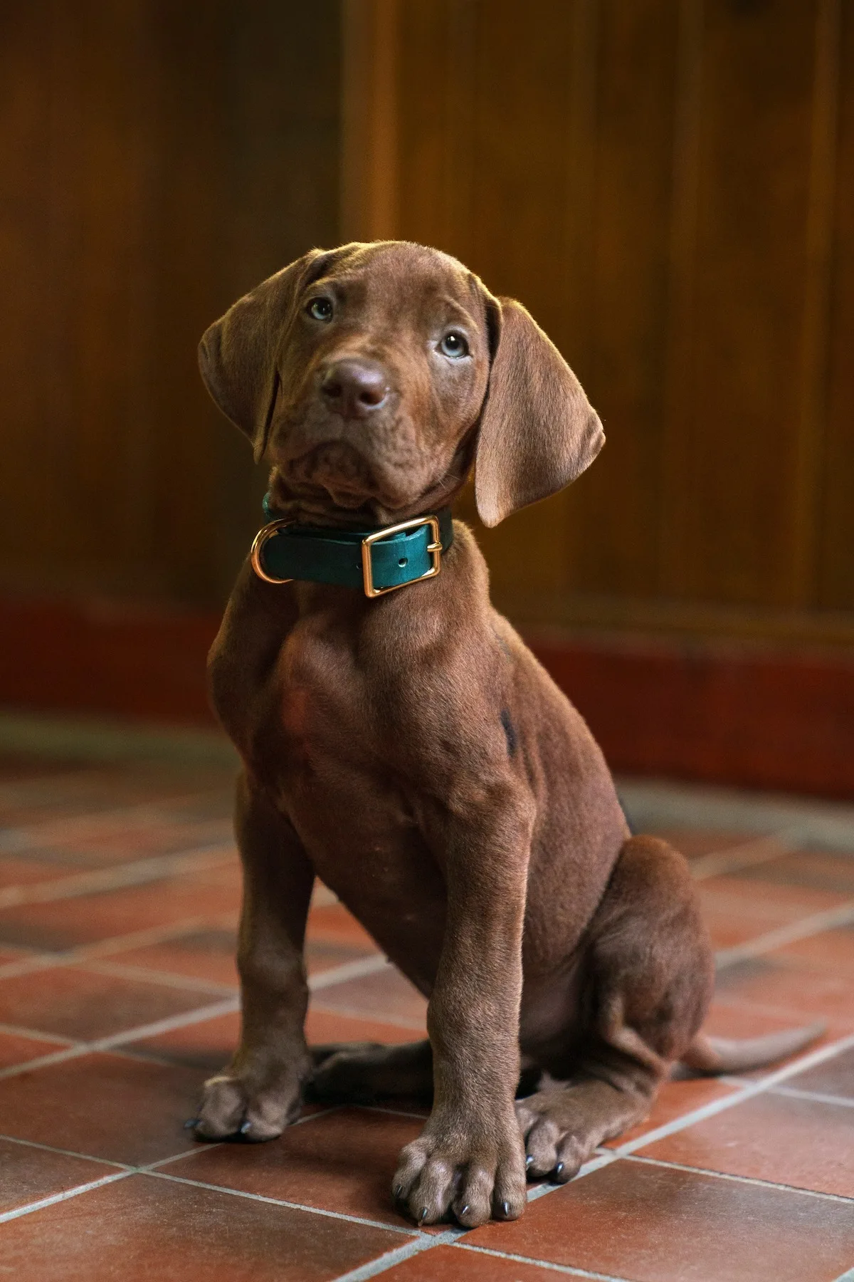 Netflix apuesta por un perro real para Scooby-Doo en su nueva serie precuela