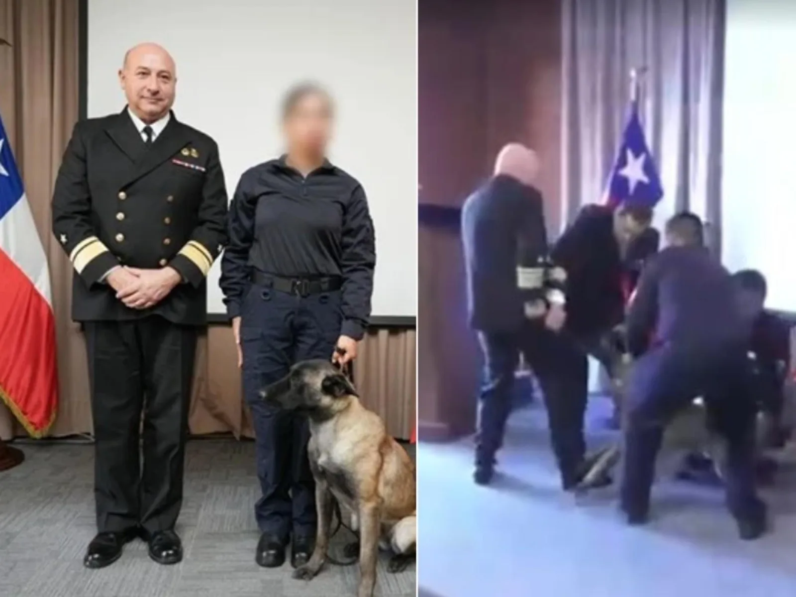 Perro antidrogas de la Armada de Chile protagoniza incidente con un alto mando durante ceremonia