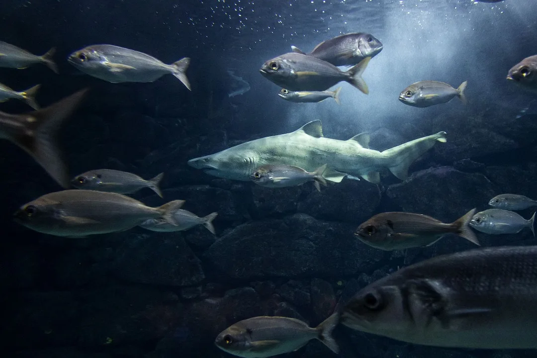 Fallece Gastón, el tiburón toro que habitó 20 años en Aquarium Finisterrae
