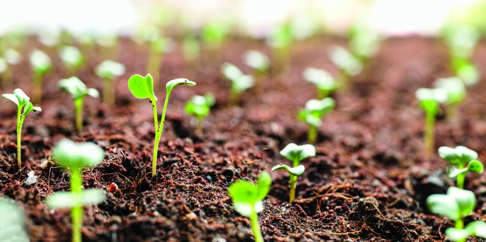 La edición genómica revoluciona la agricultura europea con nuevas variedades resistentes y sostenibles