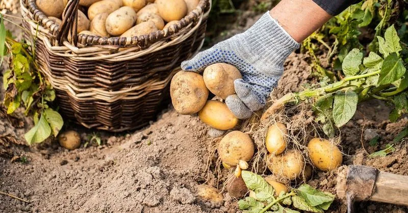 La producción andaluza de patata nueva enfrenta caída por competencia y mercado saturado